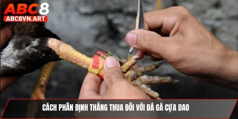 Cách phân định thắng thua đôi với đá gà cựa dao