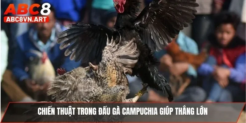 Chiến thuật trong đấu gà Campuchia giúp thắng lớn