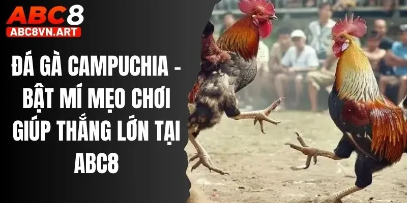 Đá Gà Campuchia Abc8