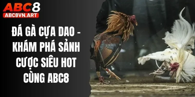 Đá Gà Cựa Dao Abc8
