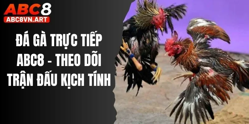 Đá Gà Trực Tiếp ABC8 - Theo Dõi Trận Đấu Kịch Tính