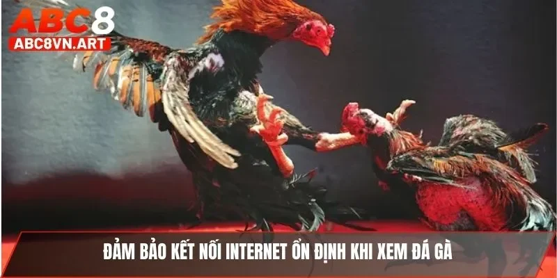 Đảm bảo kết nối internet ổn định khi xem đá gà Đảm bảo kết nối internet ổn định khi xem đá gà