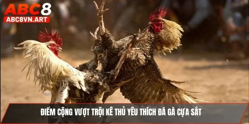 Điểm cộng vượt trội kê thủ yêu thích đá gà cựa sắt Điểm cộng vượt trội kê thủ yêu thích đá gà cựa sắt