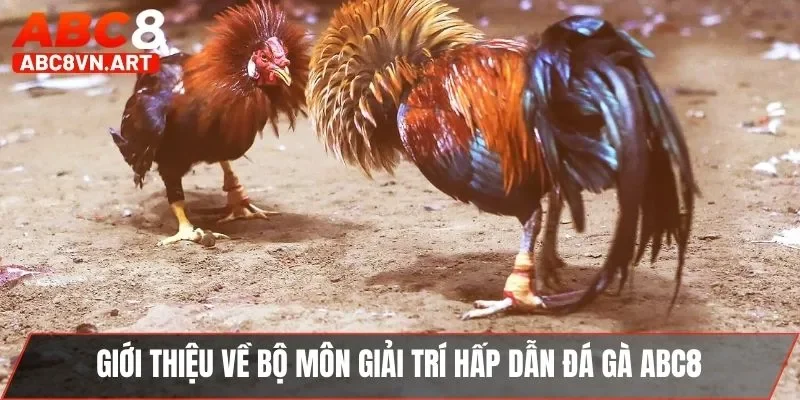 Giới thiệu về bộ môn giải trí hấp dẫn đá gà ABC8 Giới thiệu về bộ môn giải trí hấp dẫn đá gà ABC8