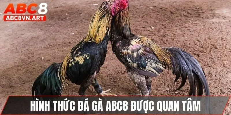 Hình thức đá gà ABC8 được nhiều người quan tâm Hình thức đá gà ABC8 được nhiều người quan tâm