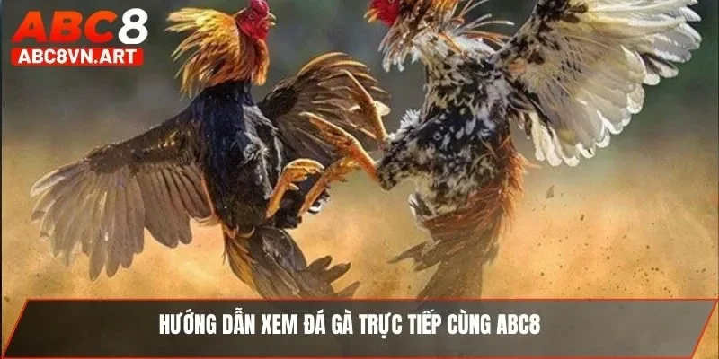 Hướng dẫn xem đá gà trực tiếp cùng ABC8 Hướng dẫn xem đá gà trực tiếp cùng ABC8