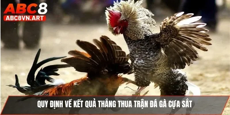 Quy định về kết quả thắng thua trận đá gà cựa sắt Quy định về kết quả thắng thua trận đá gà cựa sắt