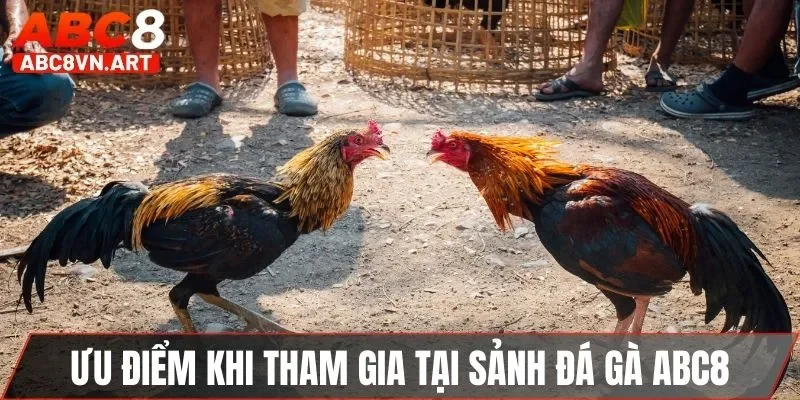Ưu điểm khi tham gia tại sảnh đá gà ABC8 Ưu điểm khi tham gia tại sảnh đá gà ABC8